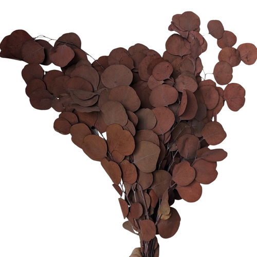 Buy Eucalyptus Populus Burgundy, 150 grams, 50-80cm