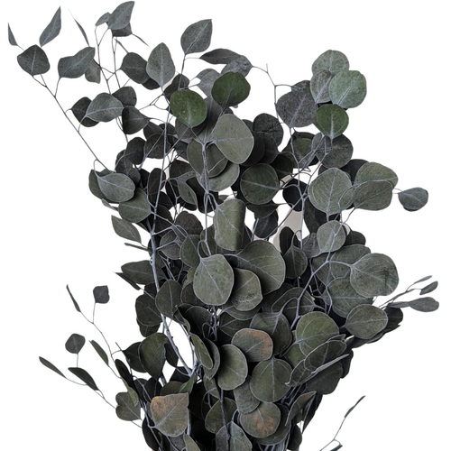 A floral bunch of Preserved Eucalyptus Populus Green Greenery | Also known as polyanthemos or Silver Dollar Gum