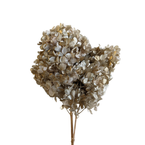 Buy Dried Flower Wholesale Preserved Hydrangea Paniculata, Champagne Gold - by All In Season