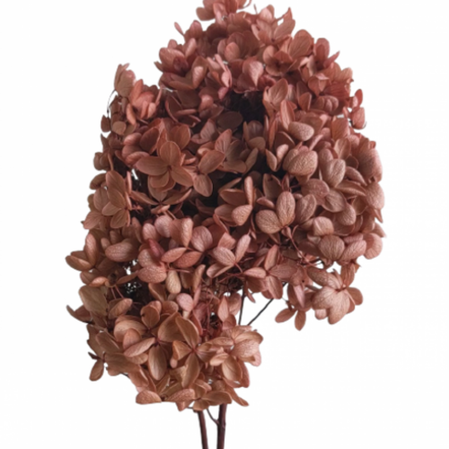 A floral bunch of Preserved Hydrangea Paniculata Natural Pink Flowers