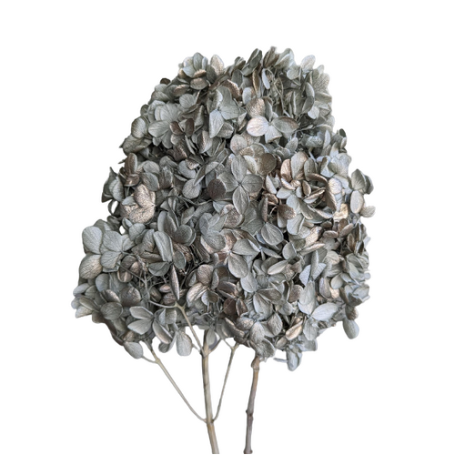 A floral bunch of Preserved Hydrangea Paniculata Gray Platinum Flowers