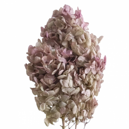 A floral bunch of Preserved Hydrangea Paniculata Oregano Pink Flowers