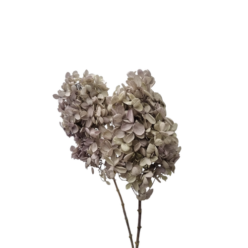 A floral bunch of Preserved Hydrangea Panicu. Oregano Purple Flowers