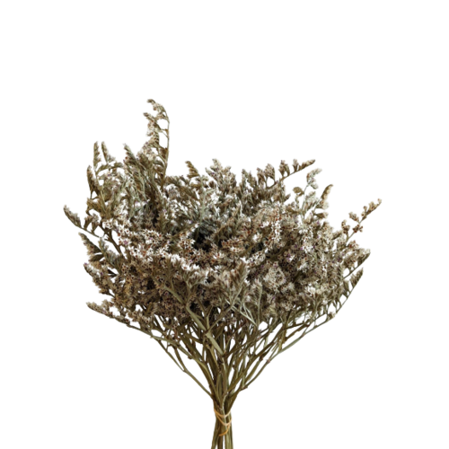 Buy Dried Flower Wholesale Preserved Statice Limonium, 30cm+, Natural - by All In Season