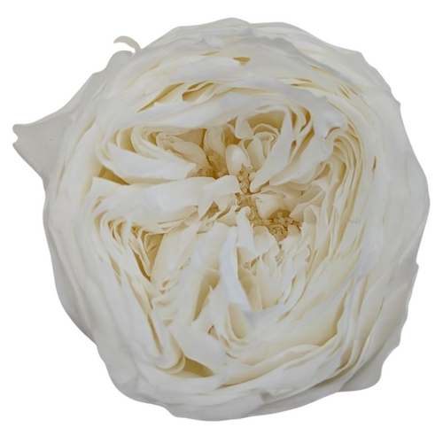 A closeup image of a Preserved Garden Rose White Flower | Also known as David Austin Roses