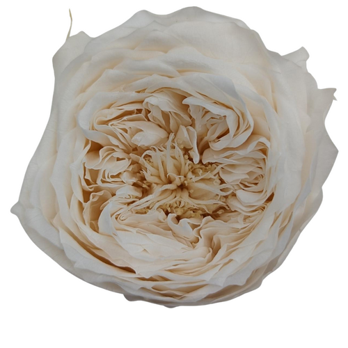 A closeup image of a Preserved Garden Rose Champagne Flower | Also known as David Austin Roses