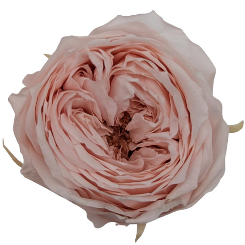 A closeup image of a Preserved Garden Rose Bridal Pink Flower | Also known as David Austin Roses