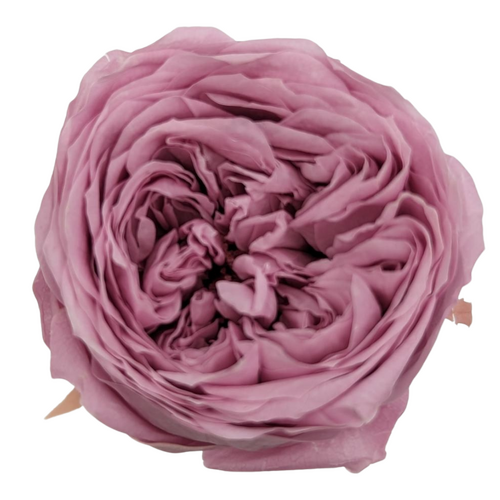 A closeup image of a Preserved Garden Rose Crystal Pink Flower | Also known as David Austin Roses