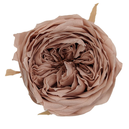 A closeup image of a Preserved Garden Rose Mauve Pink Flower | Also known as David Austin Roses