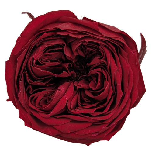 Buy Preserved garden roses, wine red - 8 blooms - wholesale at All InSeason. Same day pack-out on weekdays, Australia wide delivery, hundreds of 5 star reviews