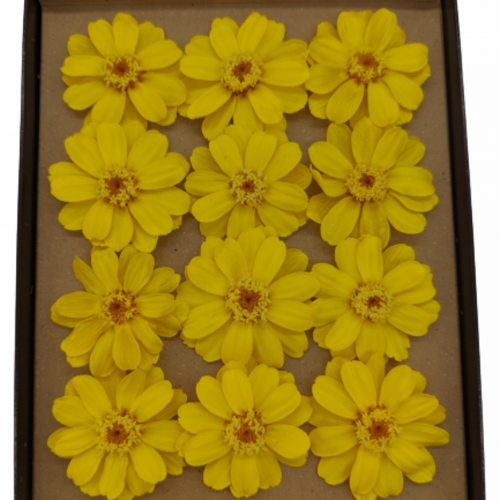 Buy Dried Flower Wholesale Preserved Zinnia, 12/box, bloom 4cm, Incl. 12x12cm stems, Mimosa Yellow - by All In Season