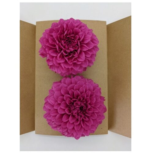 Buy Dried Flower Wholesale Preserved Dahlias, bloom diameter Approx. 8cm, Strawberry - by All In Season