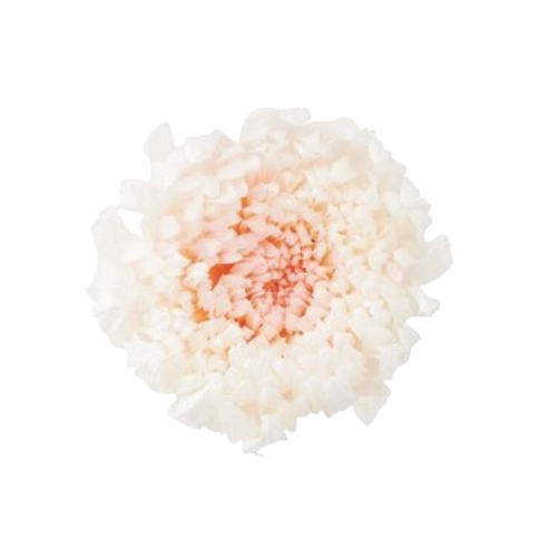 A closeup image of a Preserved Disbud White Pink Flower