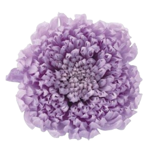 A closeup image of a Preserved Disbud Sweet Lilac Flower