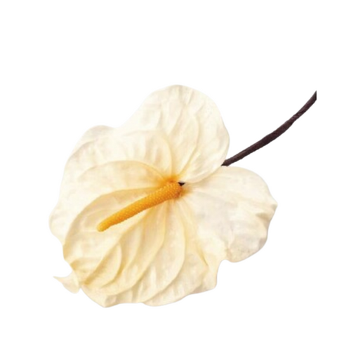A closeup image of a Preserved Anthurium Natural Cream Flower