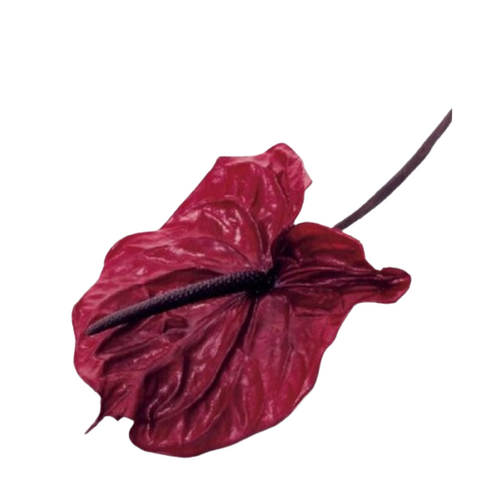 A closeup image of a Preserved Anthurium Wine Red Flower