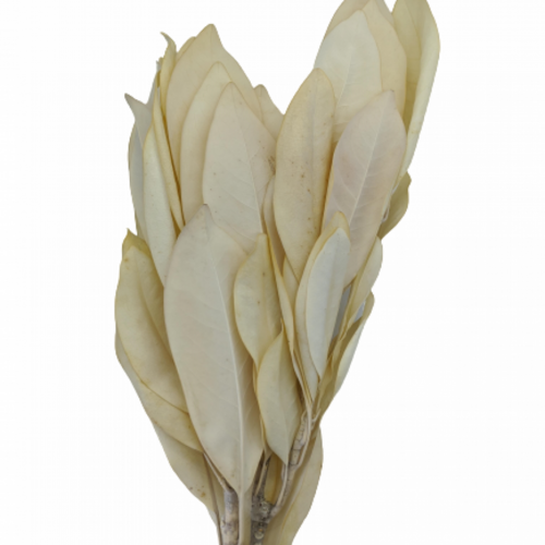 Buy Dried Flower Wholesale Preserved Magnolia, 2+ stems per bunch, ± 50cm, White - by All In Season