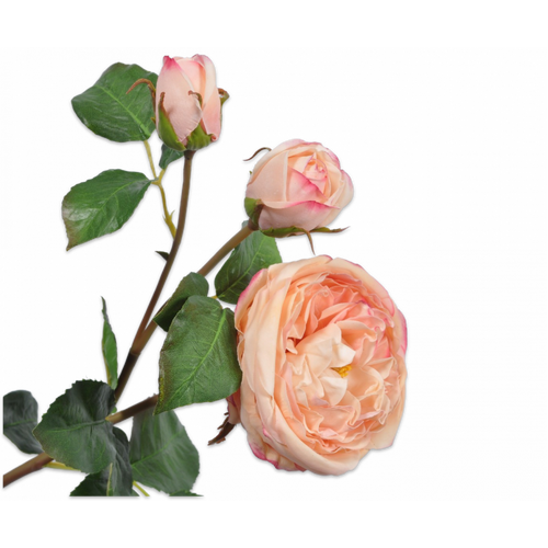 Buy Silk REAL TOUCH Garden Rose Peach 55cm wholesale at All InSeason. Same day pack-out on weekdays, Australia wide delivery, hundreds of 5 star reviews