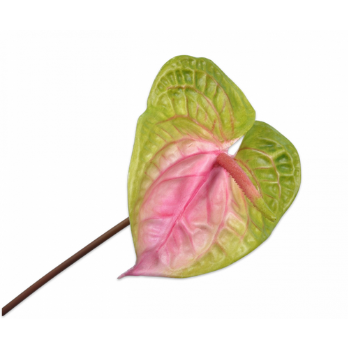 Buy Silk Anthurium Pink Geen 70cm wholesale at All InSeason. Same day pack-out on weekdays, Australia wide delivery, hundreds of 5 star reviews