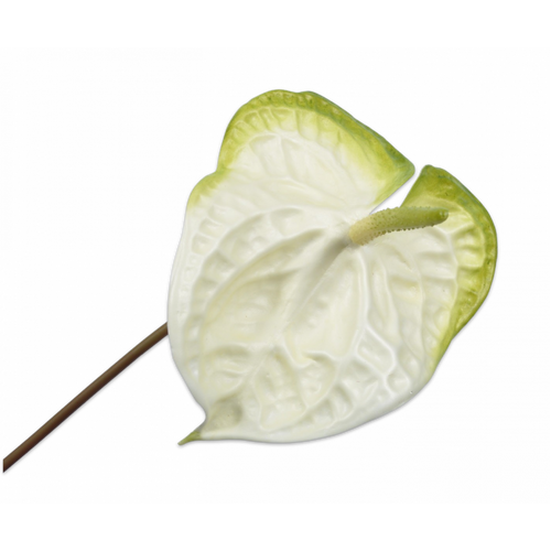 Buy Silk Anthurium White Geen 70cm wholesale at All InSeason. Same day pack-out on weekdays, Australia wide delivery, hundreds of 5 star reviews