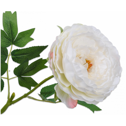 Buy Silk Peony Stem White 45cm wholesale at All InSeason. Same day pack-out on weekdays, Australia wide delivery, hundreds of 5 star reviews