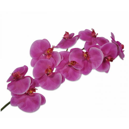 Buy Silk Phalaenopsis spray hot pink 95cm wholesale at All InSeason. Same day pack-out on weekdays, Australia wide delivery, hundreds of 5 star reviews