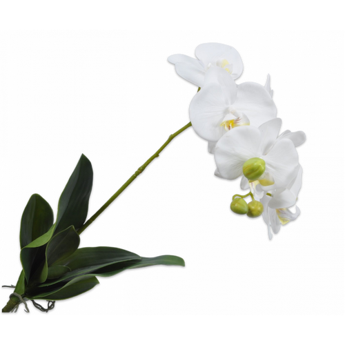 Buy Silk Phalaenopsis with leaf white 80cm wholesale at All InSeason. Same day pack-out on weekdays, Australia wide delivery, hundreds of 5 star reviews