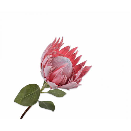 Buy Silk King Protea Stem pink 50cm wholesale at All InSeason. Same day pack-out on weekdays, Australia wide delivery, hundreds of 5 star reviews