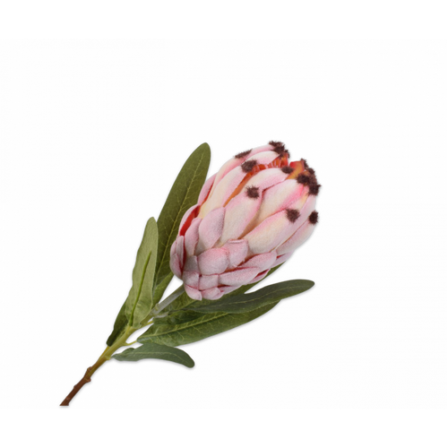 Buy Silk Protea Stem pale pink 50cm wholesale at All InSeason. Same day pack-out on weekdays, Australia wide delivery, hundreds of 5 star reviews
