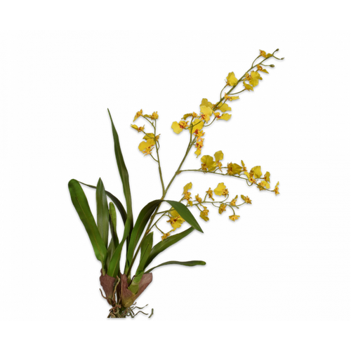 Buy Silk Oncidium yellow 70cm wholesale at All InSeason. Same day pack-out on weekdays, Australia wide delivery, hundreds of 5 star reviews