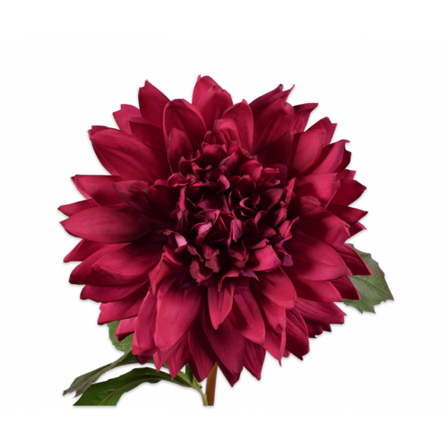 Buy Silk REAL TOUCH Dahlia Stem Hot Pink 70cm wholesale at All InSeason. Same day pack-out on weekdays, Australia wide delivery, hundreds of 5 star reviews