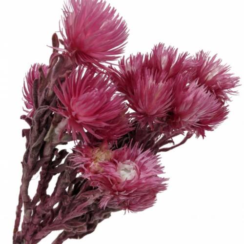A floral bunch of Preserved Heath Aster Two Tone Rose Flowers