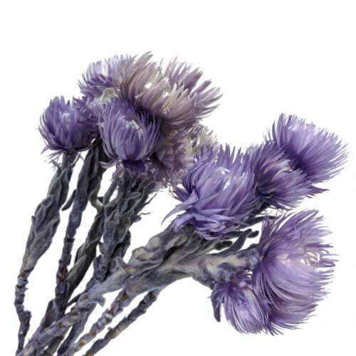 A floral bunch of Preserved Heath Aster Two Tone Purple Flowers
