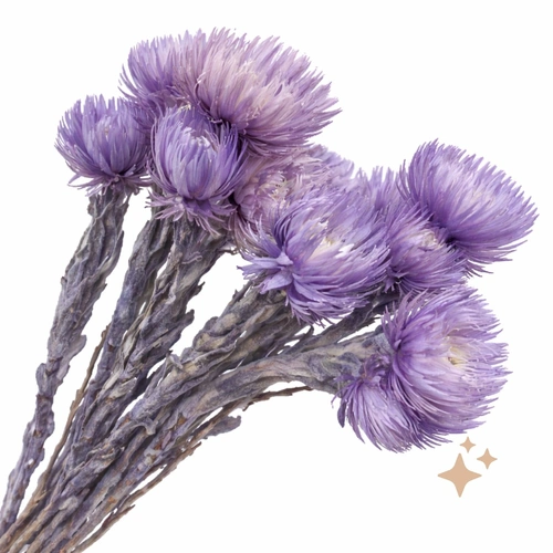 Preserved Heath Aster, 4-8 stems, 30cm, Two Tone Purple everlasting flowers for all occasions.