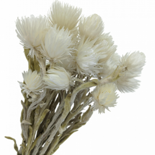 A floral bunch of Preserved Heath Aster White Flowers