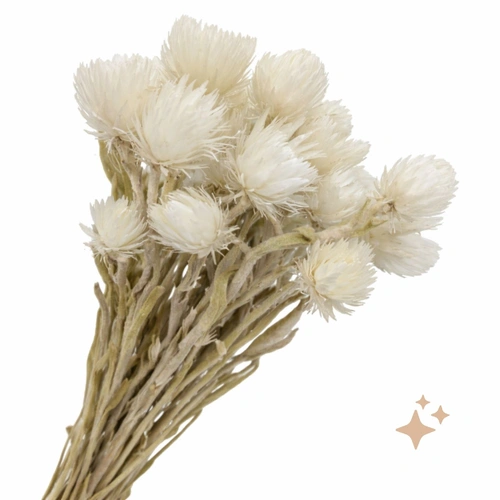 Preserved Heath Aster, 4-8 stems, 30cm, White everlasting flowers for all occasions.