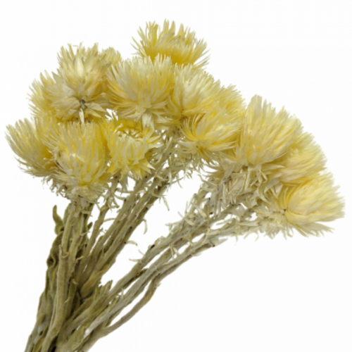 Buy Dried Flower Wholesale Preserved Heath Aster, 4-8 stem bunches, ±30cm, Angel Yellow - by All In Season