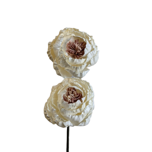 Buy Dried Flower Wholesale Handcraft Sola Peony Double, ± 55cm, diameter Approx. 9cm, Cream - by All In Season