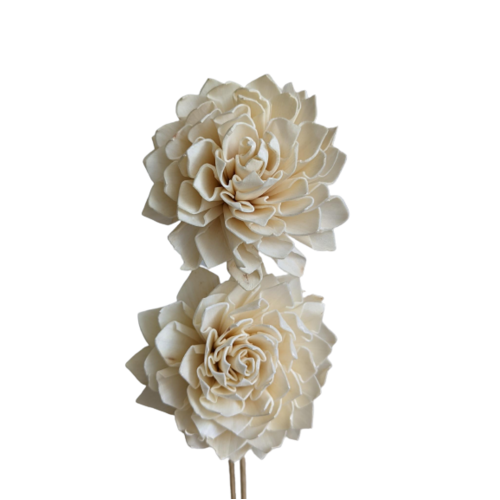 Buy Dried Flower Wholesale Sola Dahlia Large Cream, 2 stems, bloom approx. 10cm - by All In Season