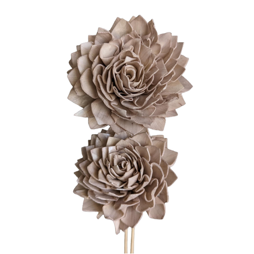 Buy Dried Flower Wholesale Sola Dahlia Large, Champagne, 2 stems, bloom approx. 10cm - by All In Season