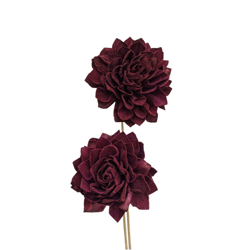 Buy Dried Flower Wholesale Sola Dahlia Large Wine, 2 stems, bloom approx. 10cm - by All In Season