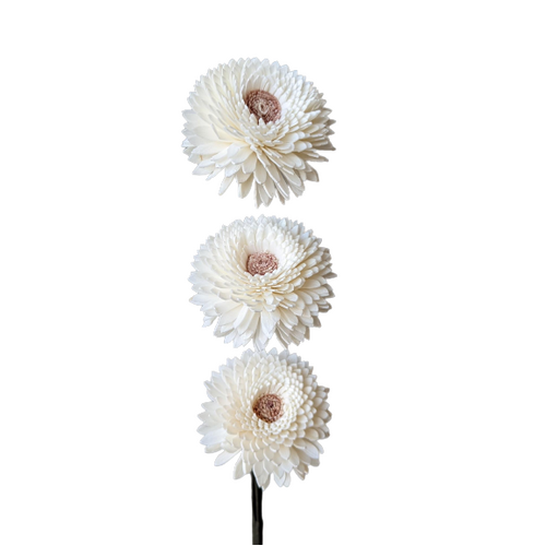 Preserved Flowers Near You Australia Wide All InSeason