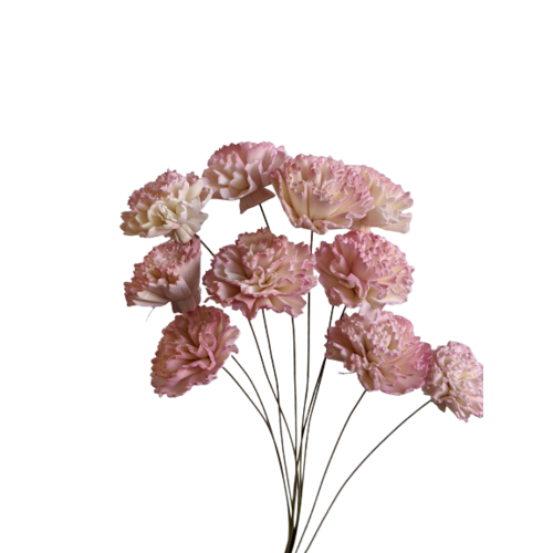 Buy Dried Flower Wholesale Handcraft Sola Carnation Small, White Pink - by All In Season