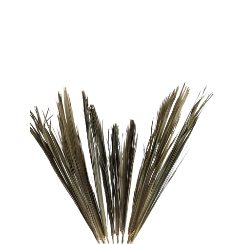 Dried Palm Leaves & Spears Wholesale All InSeason