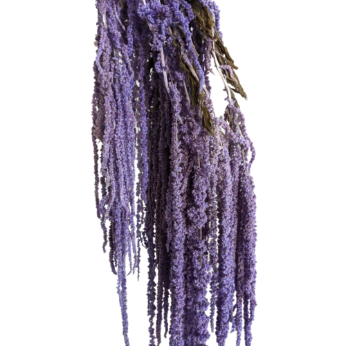 Buy Dried Flower Wholesale Preserved Amaranthus, 50-80cm, 150 grams, Lila - by All In Season