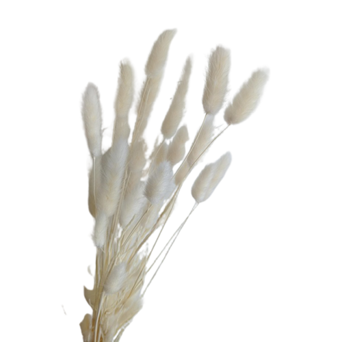 A floral bunch of Preserved Bunny Tails, White Flowers | Also known as Lagurus ovatus