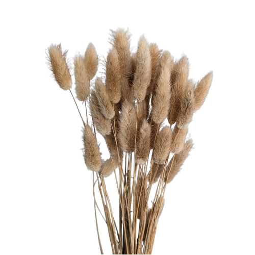 A floral bunch of Preserved Bunny Tails, Natural Beige Flowers | Also known as Lagurus ovatus
