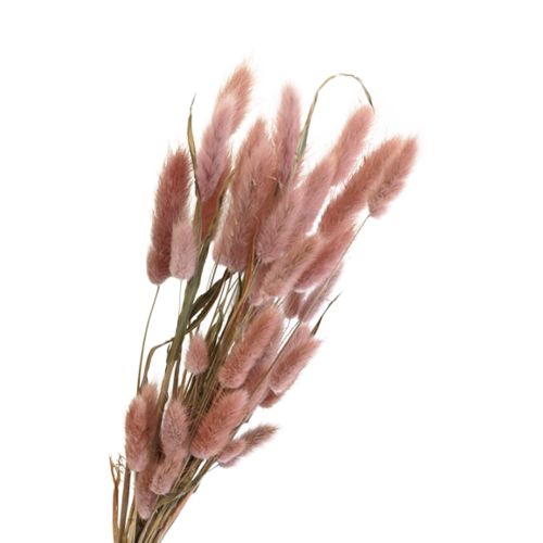 Buy Dried Flower Wholesale Bunny Tails Lagarus - Natural Pink, 40cm, 30+ stems - by All In Season