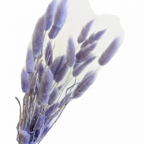 A floral bunch of Preserved Bunny Tails, Angel Purple Flowers | Also known as Lagurus ovatus