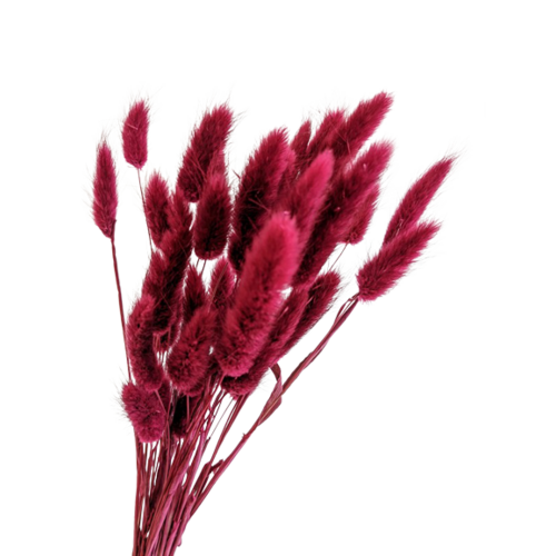 Buy Dried Flower Wholesale Bunny Tails Lagarus - Wine Red, 40cm, 30+ stems - by All In Season